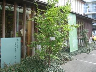 Orient Kōchi